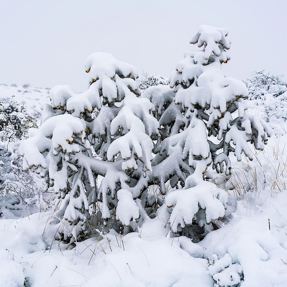 Snow covered Cholla on the Mariposa Trail in Oracle State Park. February 2019.